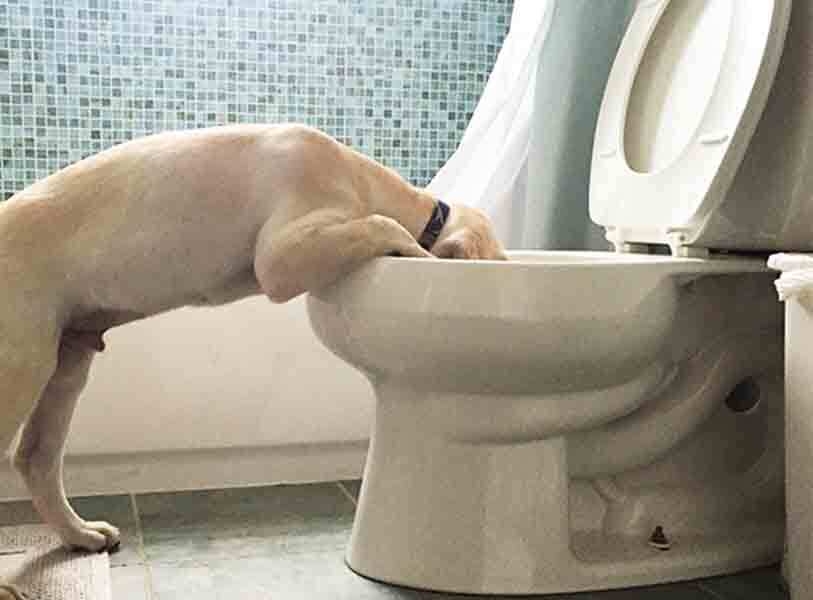 Dog with head in the toilet bowl